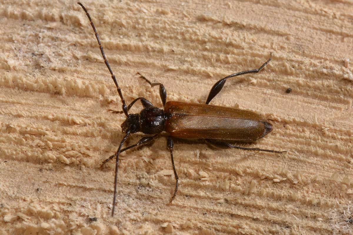 Cerambycidae:   Phymatodes testaceus?  S !